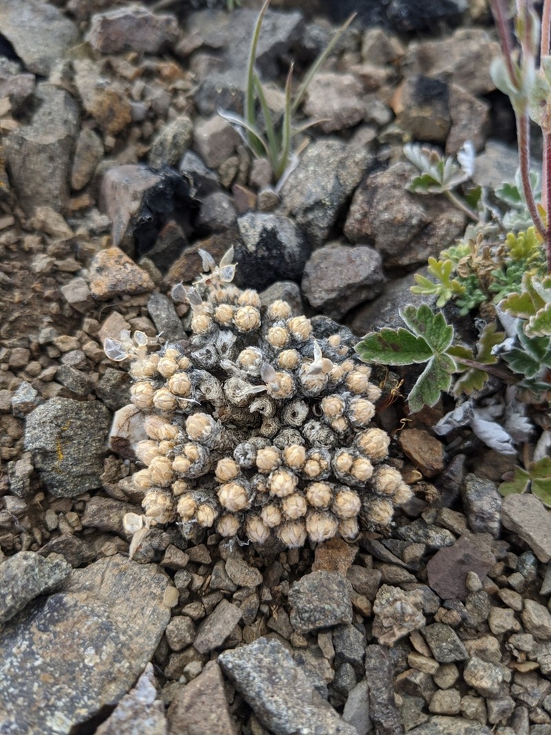 Draba novolympica photo 2