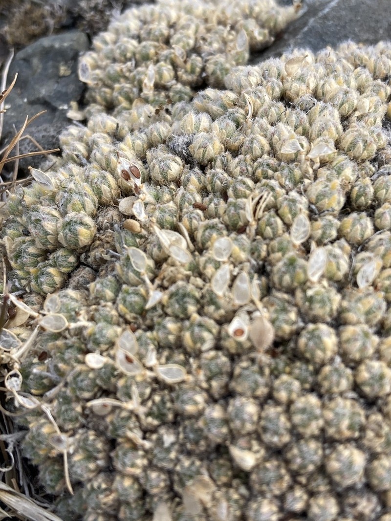 Draba novolympica photo 3