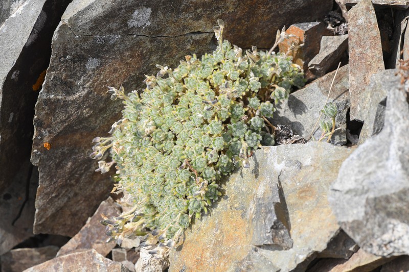 Draba novolympica photo 4