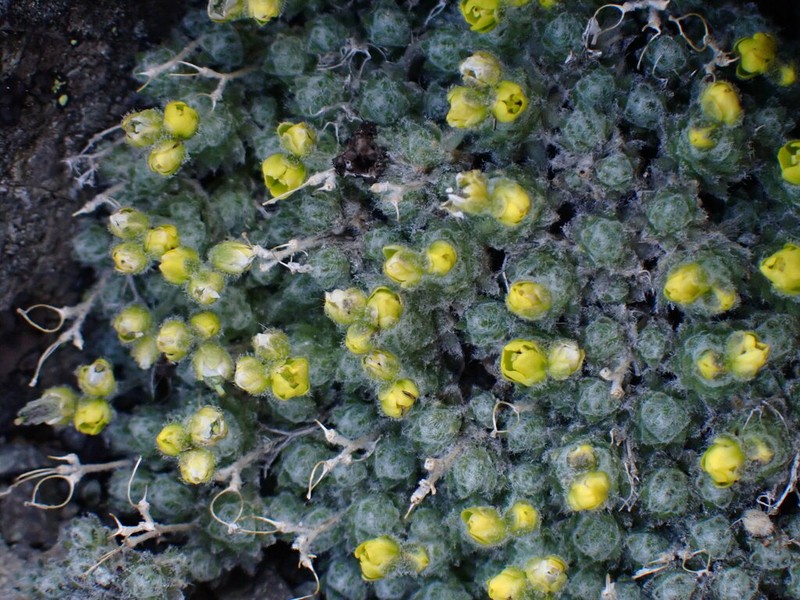 Draba novolympica photo 5