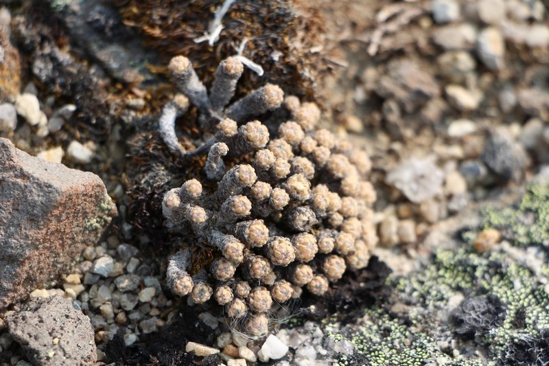Draba novolympica photo 6