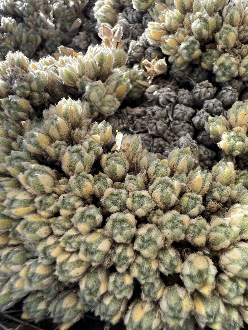 Draba novolympica photo 7