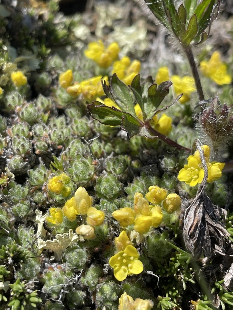 Draba novolympica photo 8