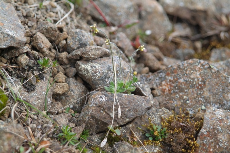 Canadian Arctic Draba