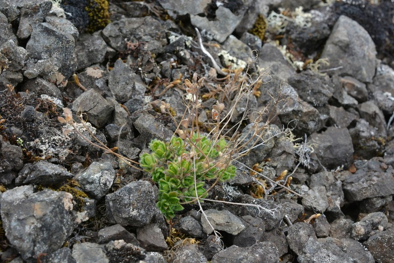 Canadian Arctic Draba photo 2