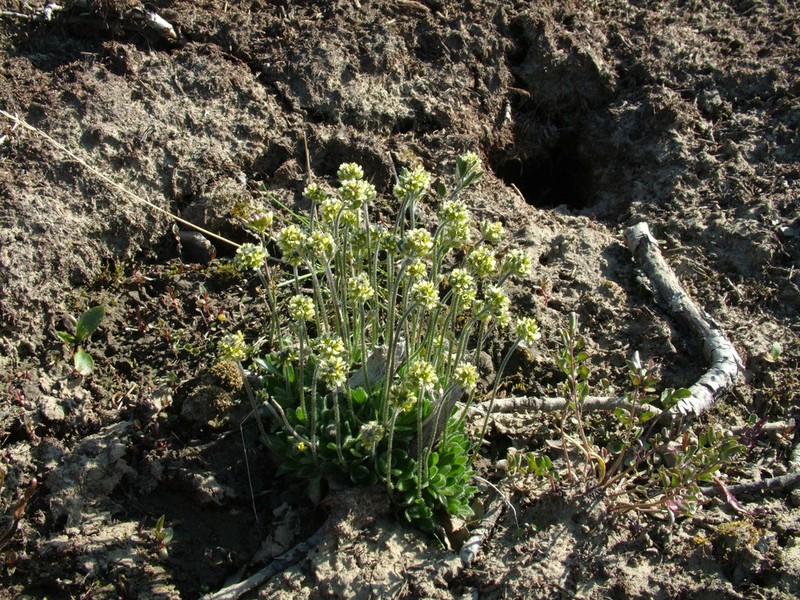 Canadian Arctic Draba photo 3