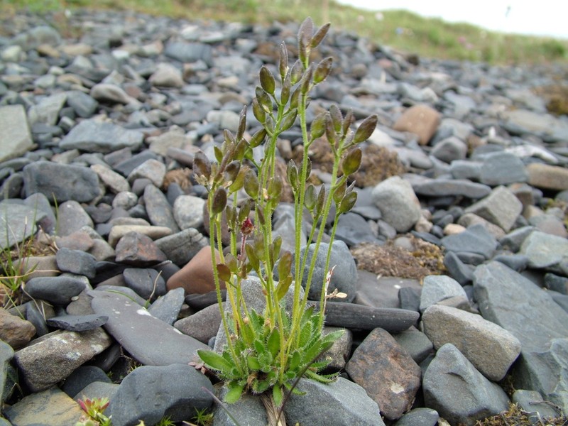 Canadian Arctic Draba photo 4