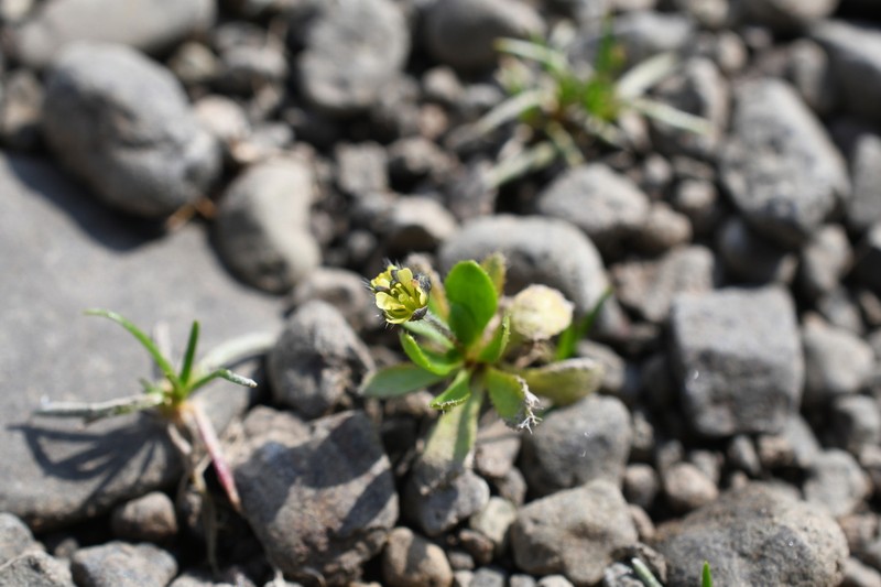 Canadian Arctic Draba photo 5