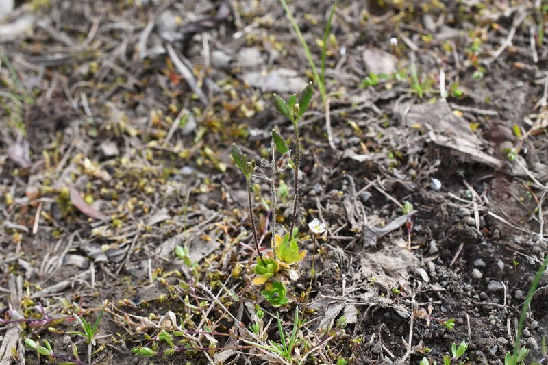 Canadian Arctic Draba photo 6