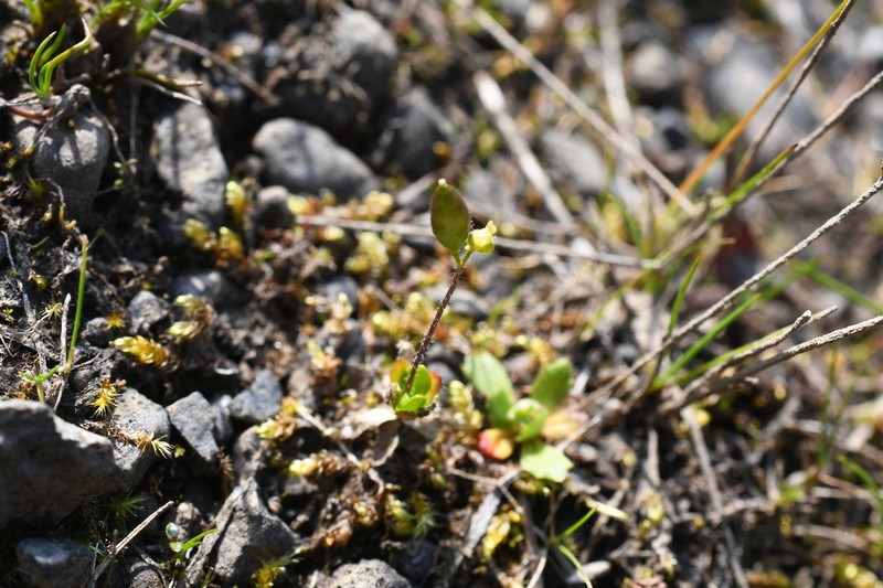 Canadian Arctic Draba photo 7
