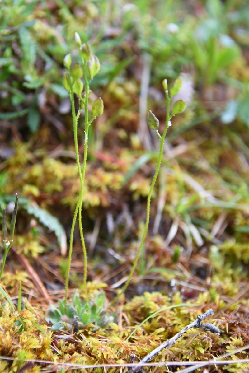 Canadian Arctic Draba photo 8