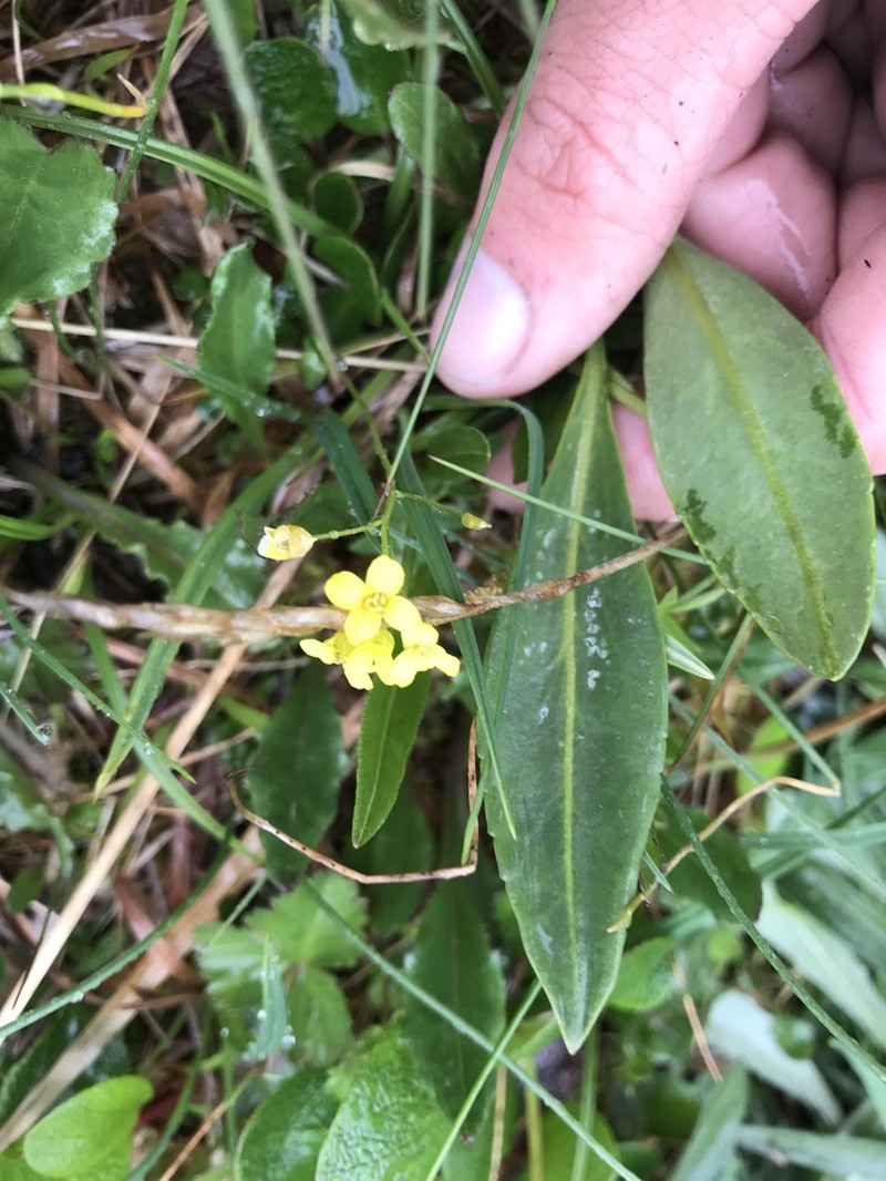 Ogilvie Range Draba