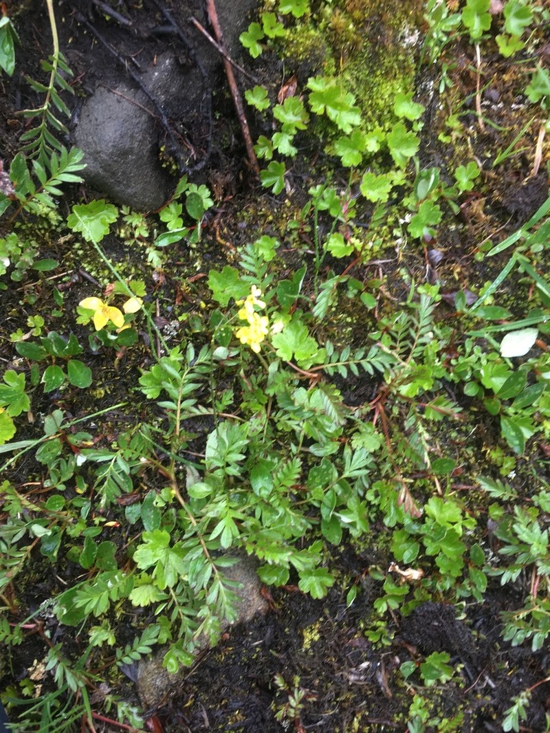 Ogilvie Range Draba photo 2
