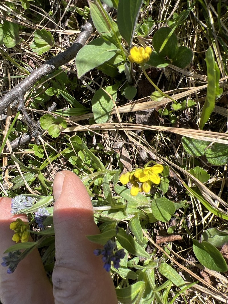Ogilvie Range Draba photo 3