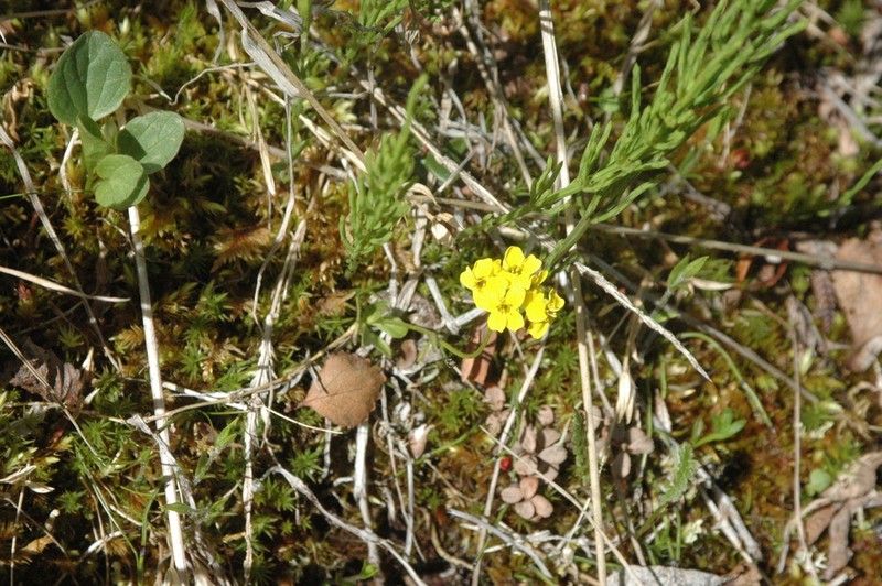 Ogilvie Range Draba photo 4