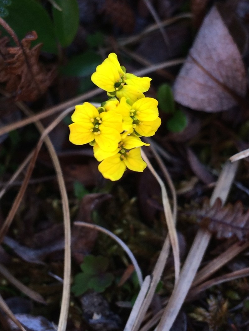 Ogilvie Range Draba photo 5