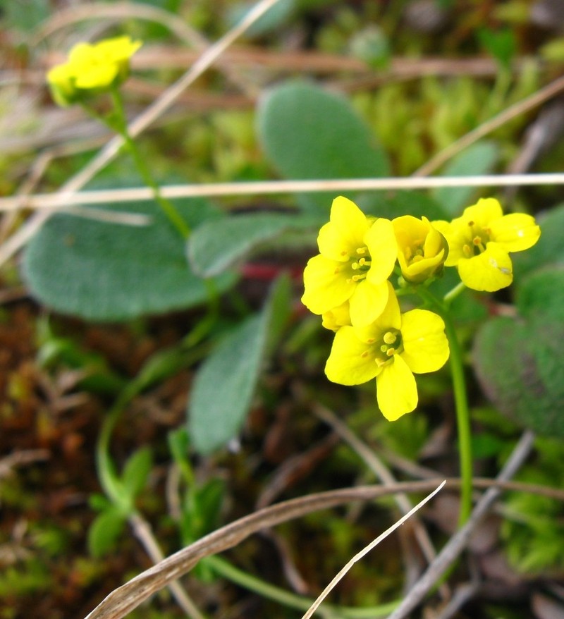 Ogilvie Range Draba photo 6