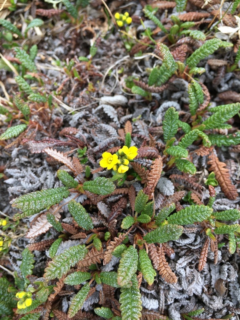 Ogilvie Range Draba photo 7