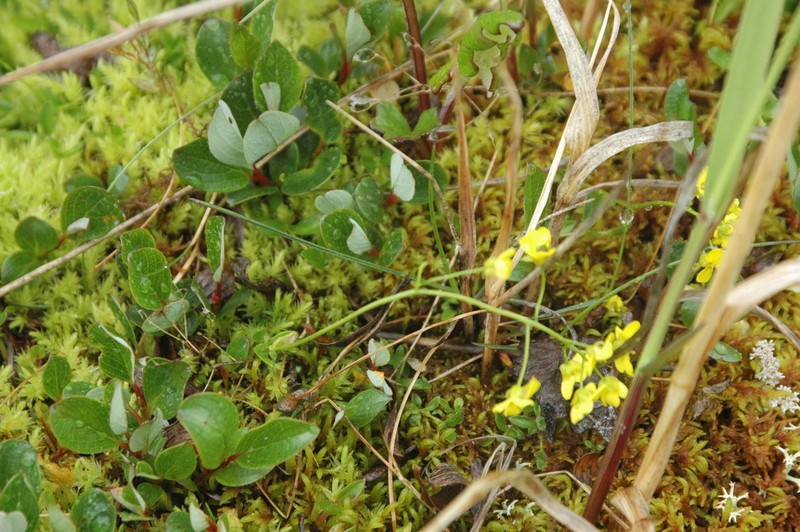 Ogilvie Range Draba photo 8