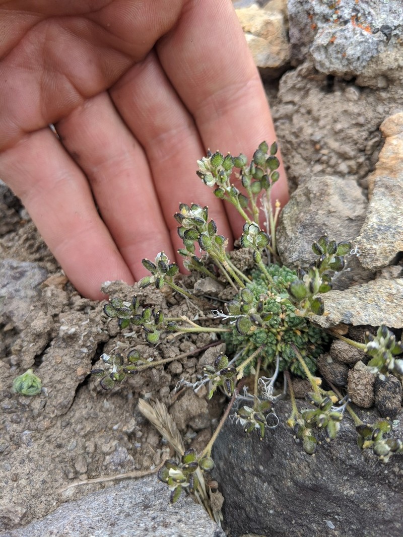 Lesica's Draba