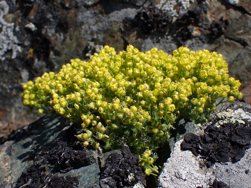 Lesica's Draba photo 4