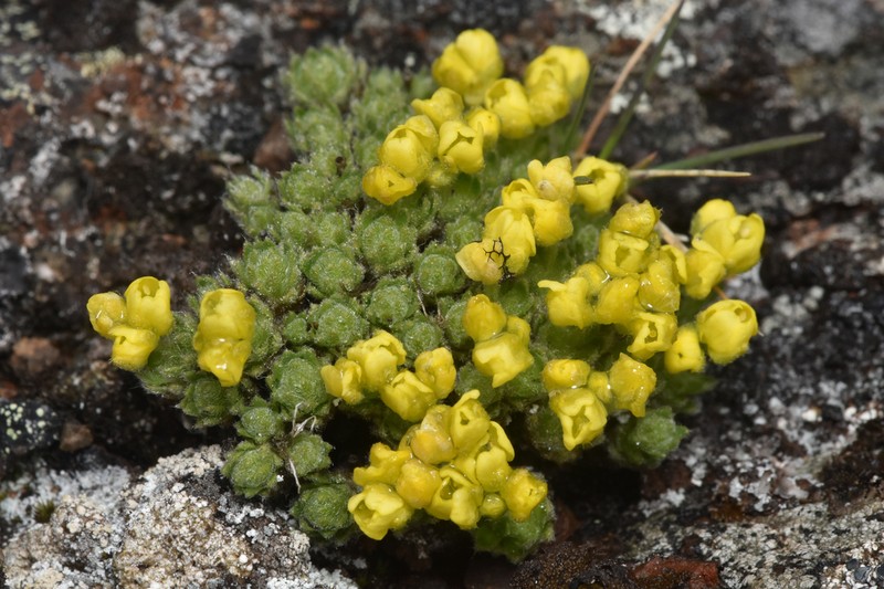 Lesica's Draba photo 7