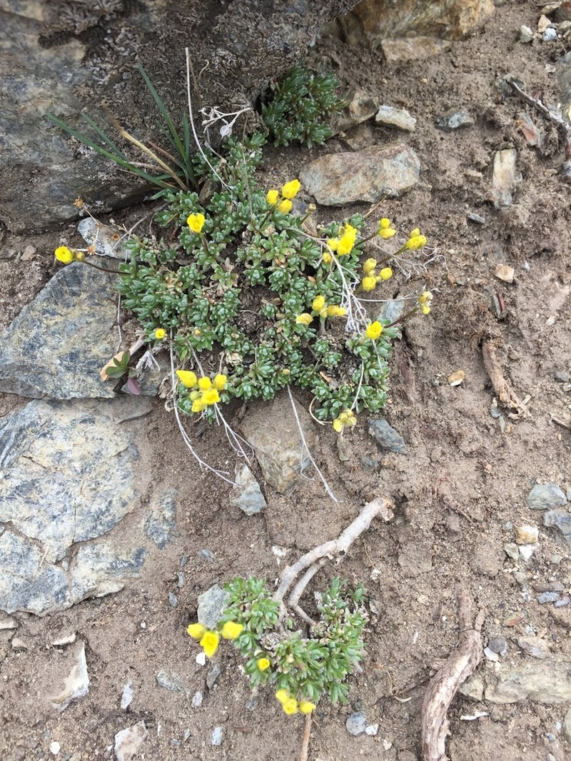 Fewseed Draba photo 2