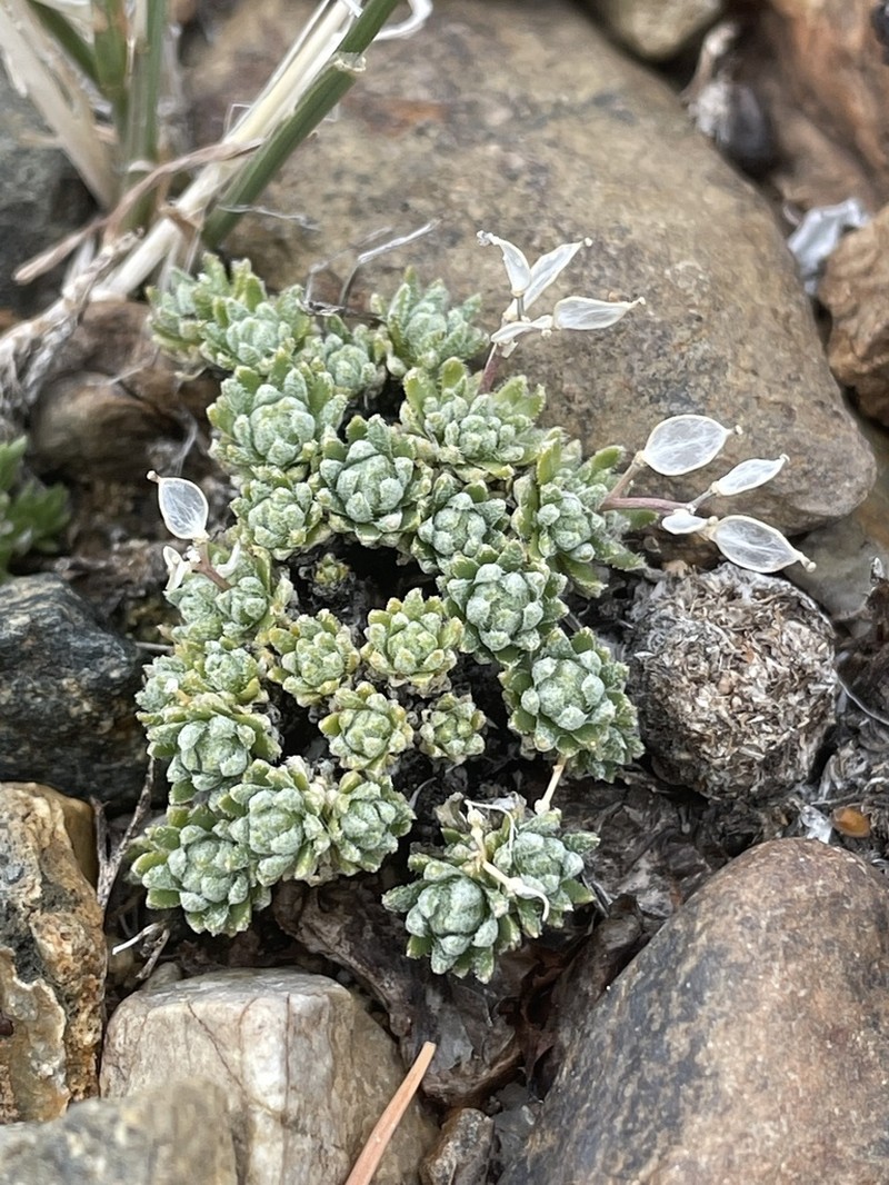 Fewseed Draba photo 3