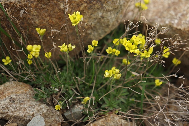 Fewseed Draba photo 5
