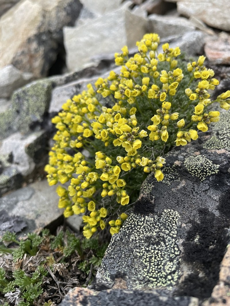 Fewseed Draba photo 6