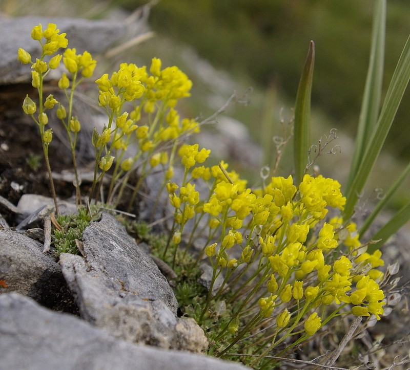 Fewseed Draba photo 8