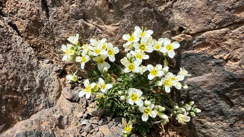 Draba oreadum subsp. oreadum