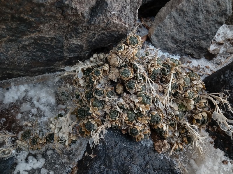 Draba oreadum subsp. oreadum photo 2