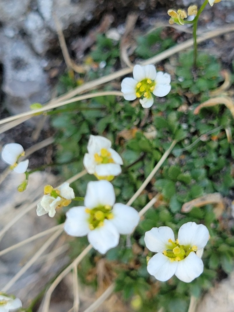 Limestone Draba