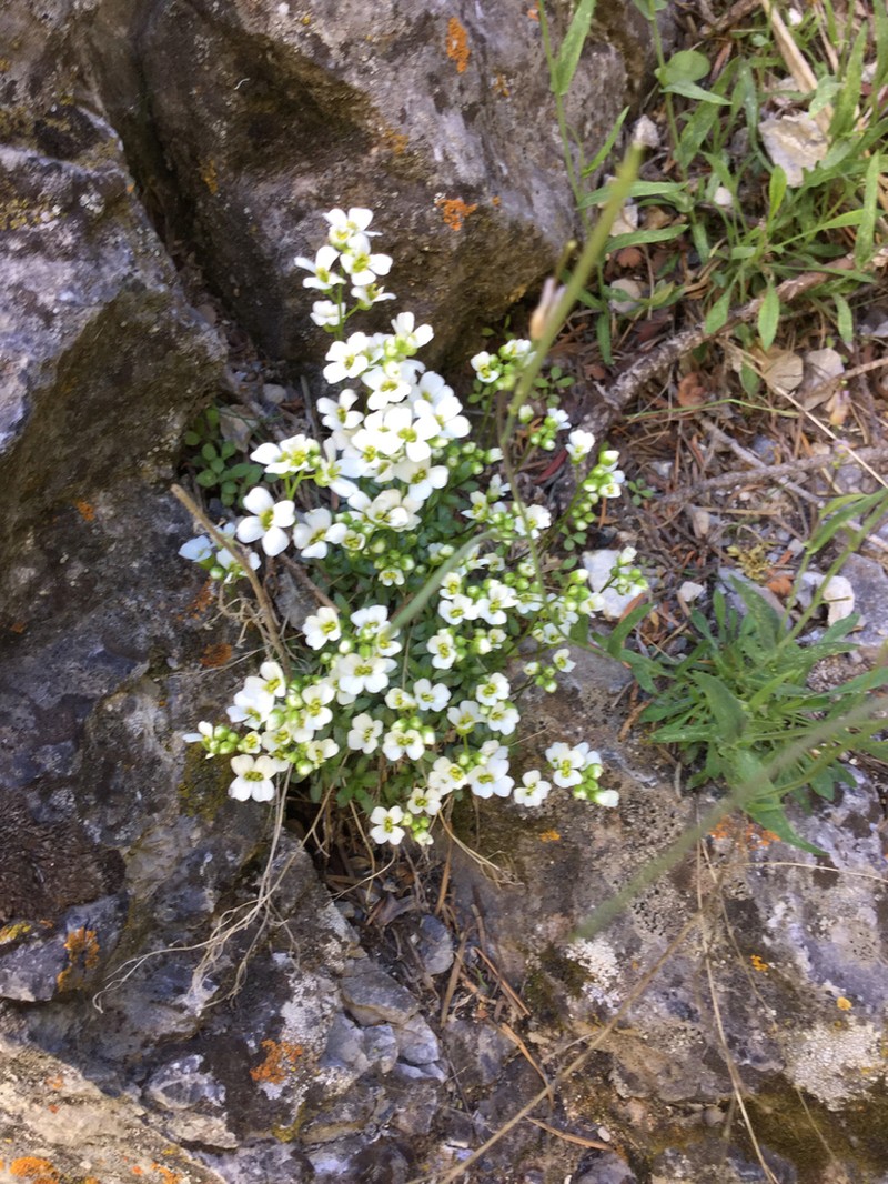 Limestone Draba photo 2