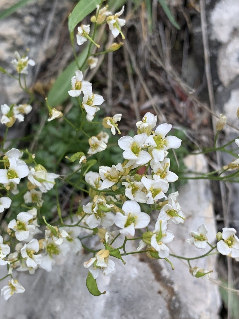 Limestone Draba photo 3