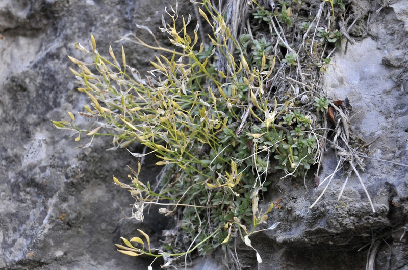 Limestone Draba photo 4