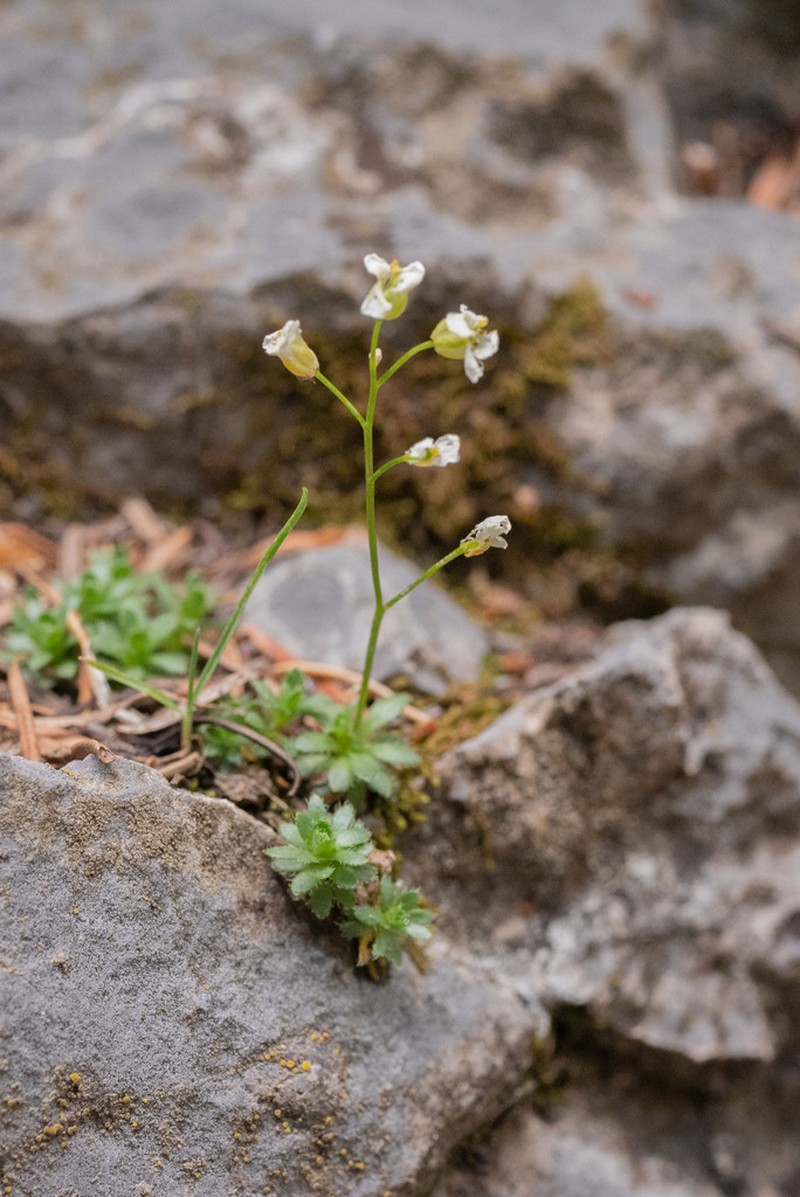 Limestone Draba photo 5