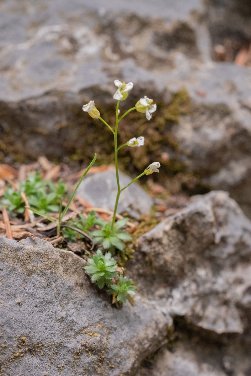Limestone Draba photo 6