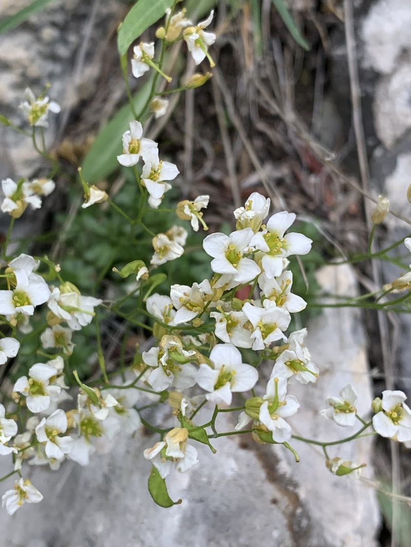 Limestone Draba photo 7