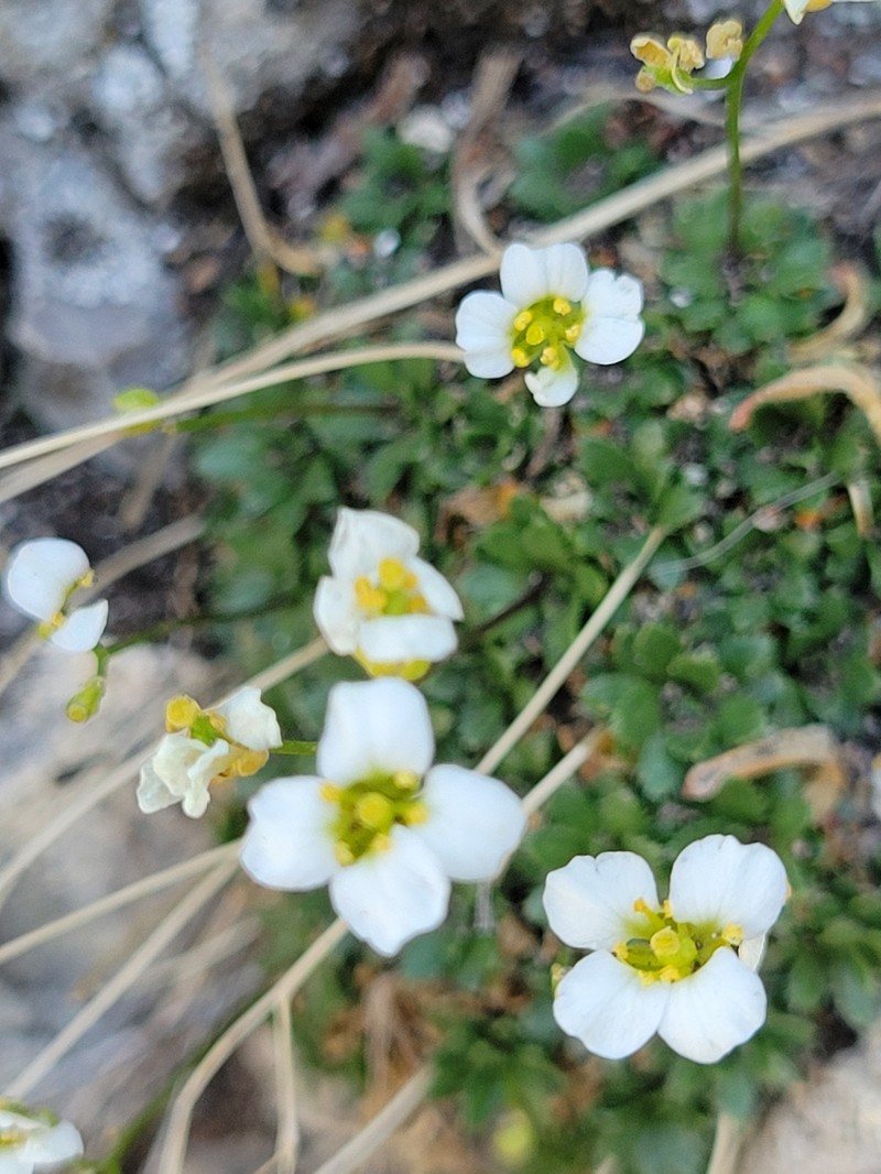 Limestone Draba photo 8