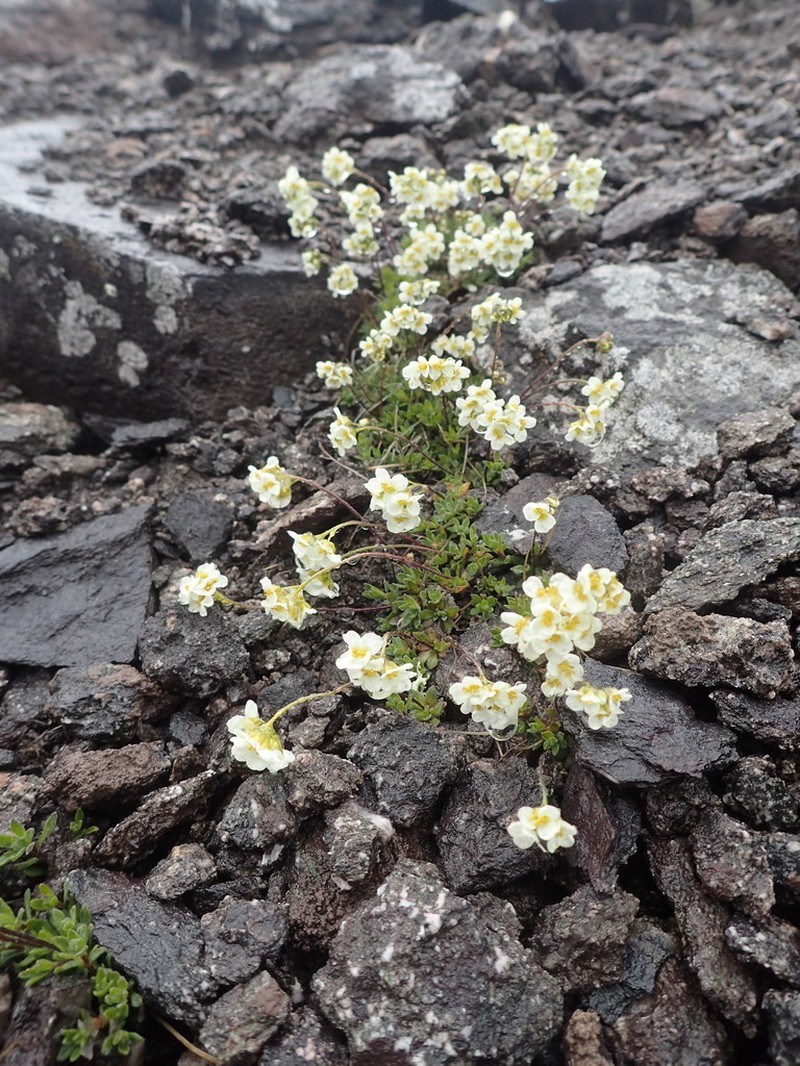 Palander's Draba
