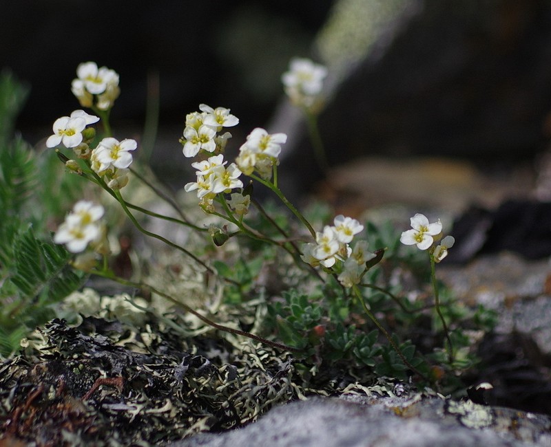 Palander's Draba photo 2