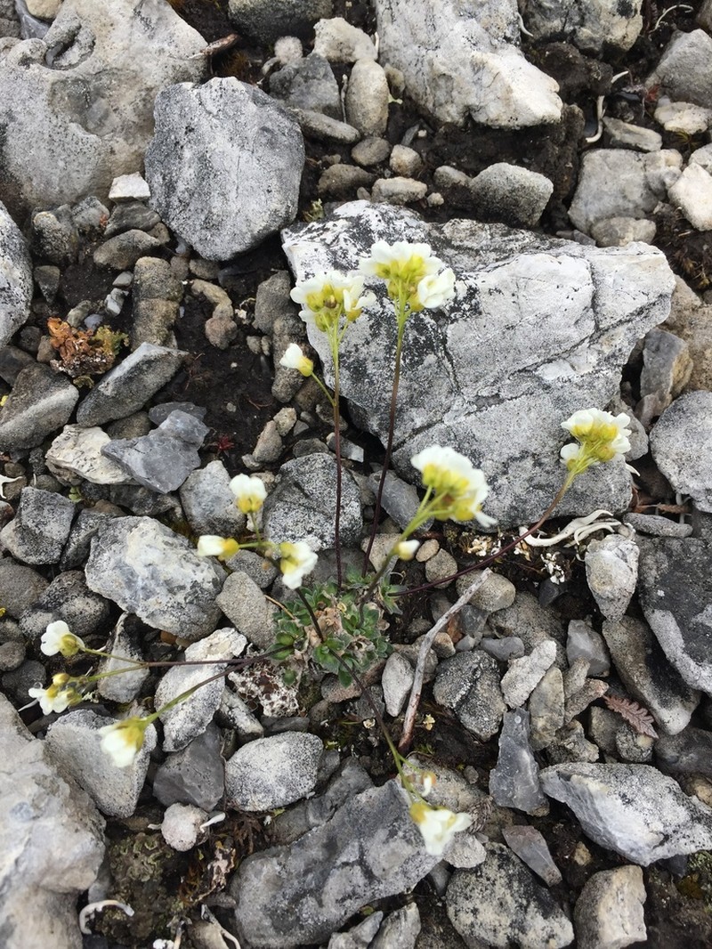 Palander's Draba photo 3