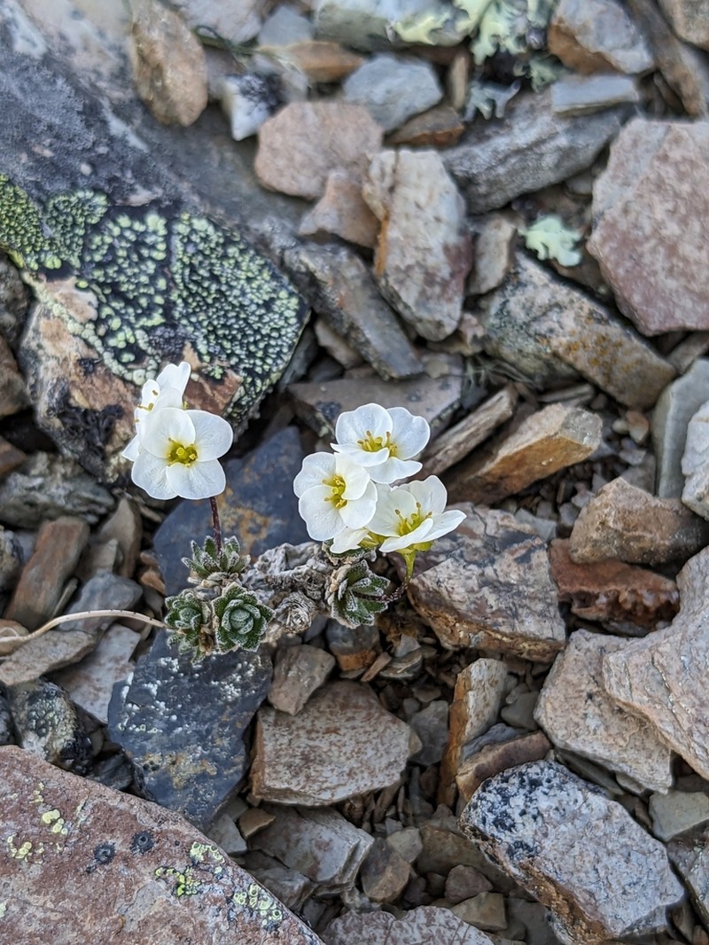 Palander's Draba photo 4