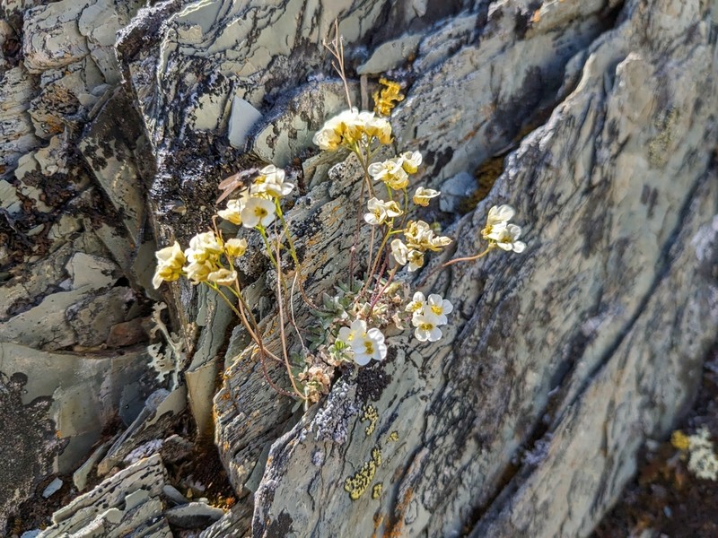 Palander's Draba photo 5