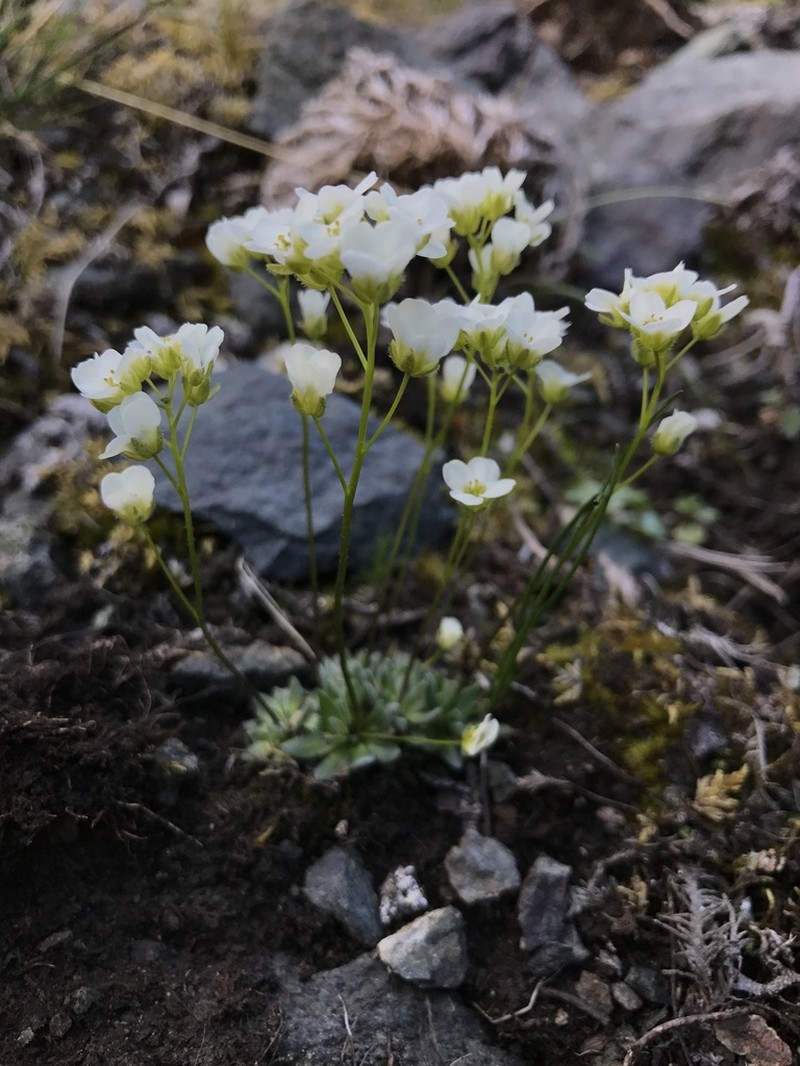 Palander's Draba photo 6
