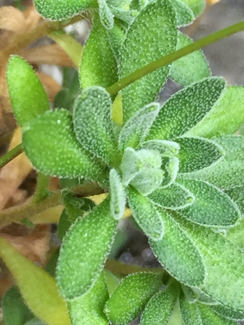 Palander's Draba photo 7
