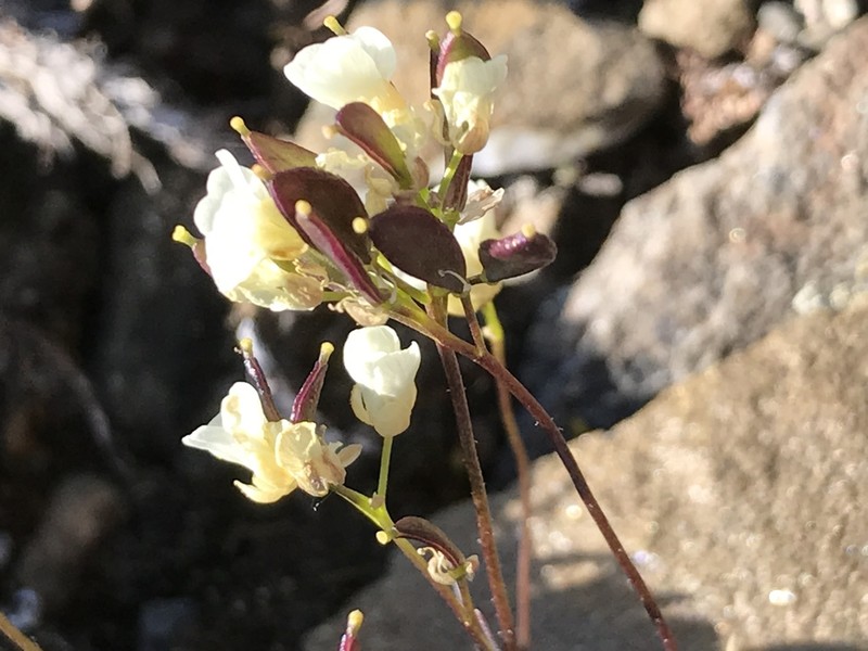 Palander's Draba photo 8