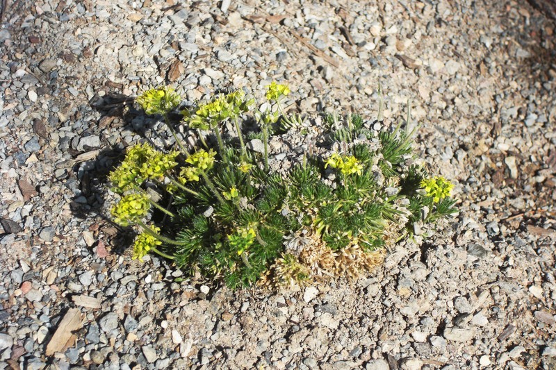 Fewflower Draba